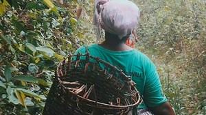 L'agriculture familiale a toujours nourri le monde. En Afrique et au Cameroun, des actions sont menées pour accroître son rendement. Dans cette édition de votre programme C'Agro, nous vous offrons un moment de nostalgie dans les champs avec Nadège, une jeune dame dynamique du village MEWOLOCK dans le département de Haute-Sanaga, région du Centre. Vous recevrez également des conseils de notre ingénieur agronome sur l'amélioration de la productivité des champs de nos parents. | CRTVweb