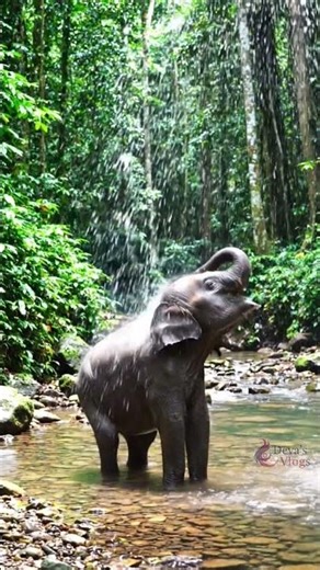 Little Elephant Enjoying Water Fun 😍🐘 (AI Generated) |#shorts