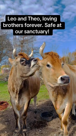 Here is a glimpse of Leo and Theo, two boys whose story truly touches the heart. These former working oxen were inseparable from a young age, yoked together as part of a museum experience since they were calves. Their bond is a beautiful testament to love and loyalty—a true family connection. Now retired at our sanctuary, they can finally do as they please, live freely and happily, surrounded by nothing but unconditional love. #LeoAndTheo #WorkingOxen #Oxen #SanctuaryLife #AnimalRescue #RescuedA