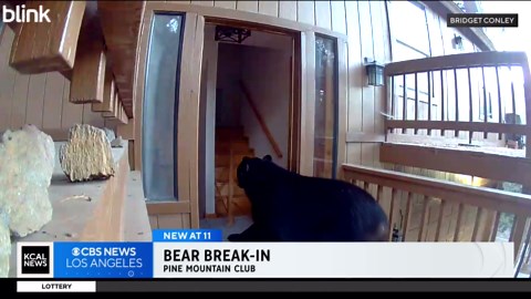 Hungry bear takes off with several snacks from home in Kern County's Pine Mountain Club