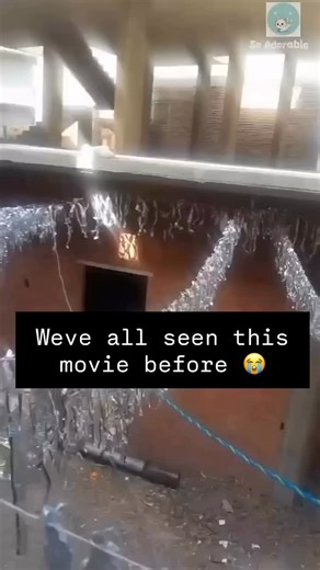 @angry_cats_daily on Instagram: "Follow: @angry_cats_daily"