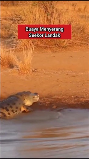 When a crocodile lunges at a porcupine, no one expects the tables to turn in seconds! 😳..... #sora2