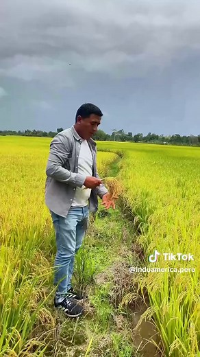 Cultivo de Arroz: Nuevos Desafíos y Soluciones