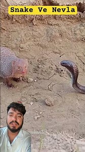 सांप Vs नेवला | Snake vs Mongoose Real Fight | Who Will Win?