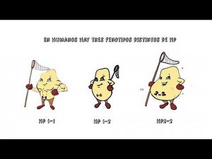 Conoce la Haptoglobina