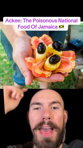 Ackee the poisonous national food of Jamaica 🇯🇲 #ackee #ackeeandsaltfish #jamaica | The Life Professor Clips