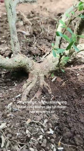 Bonsai Cultivation 🌳✨
