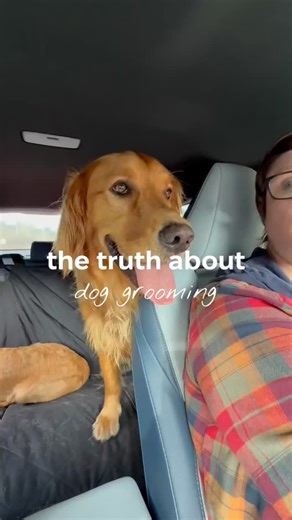 Uproot Clean on Instagram: "dog grooming doesn’t have to be scary! no loud rooms. no strangers. just chill at-home grooming with the Uproot Clean Grooming Kit 🥰 #doggrooming #dogmom #uprootclean #groomingkit #homegrooming"