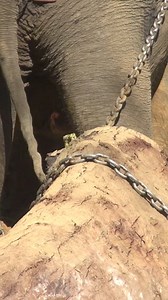 4.8K views · 285 reactions | We’re excited to partner with Satya Jewelry to introduce the Elephant Love Necklace available for purchase here - https://www.satyajewelry.com!  Symbolizing wisdom and strength, this beautiful necklace supports the Save Elephant Foundation, with 100% of proceeds going towards protecting and nurturing these majestic creatures.  Get yours today and make a difference! https://www.satyajewelry.com | Trunks Up | Facebook