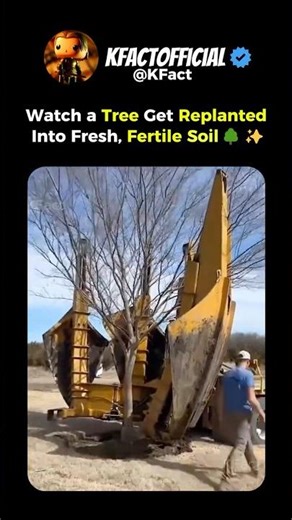 Tree Replanted Perfectly Into New Home 🌳🌱✨