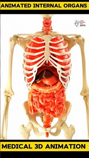 Inside the Body | 4K Organ Animations #3d #short