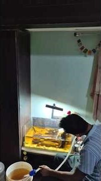 Aquarium maintenance day 🌊 | Simple & effective routine