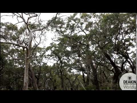 Bird Survey Techniques Explained