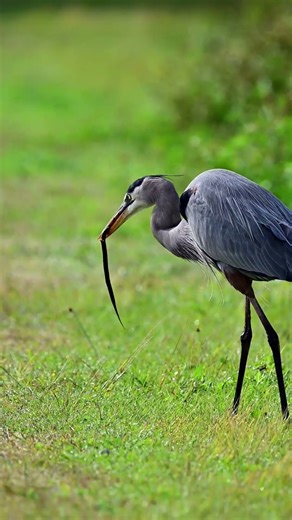 Great Blue Heron eating eel #birds #wildlife #nature #florida #heron