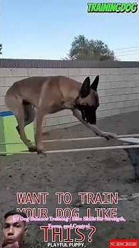 K9 Dog Balance Training | Elite Skills for Strength, Focus, and Control #germanshepherd #dogcoach