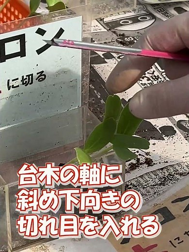 メロン苗/接ぎ木（呼び接ぎ）作業：北海道 富良野 メロン農家の寺坂農園 #shorts