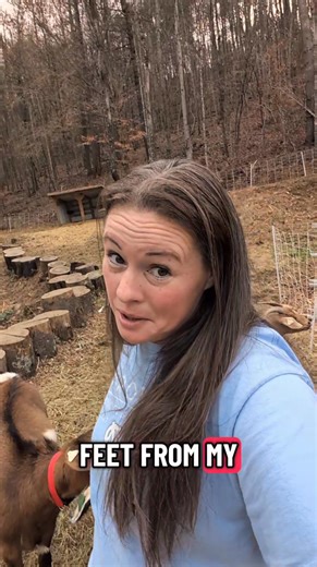 This is how I pick my dry lot area for the winter :) | Rustic Roots Heritage Homestead