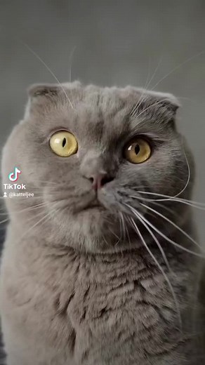 Ontdek leuke geheimen en weetjes over katten! Ik laat jou zien hoe de kat haar wereld ervaart en geef je tips om katvriendelijk aan de slag te gaan. Surf naar: www.katteljee.be #katteljee #katten #kat #katjes #kattentips #kattengedrag #kattenfilmpjes #katfilmpjes #kattenfilmpje #katvideo #kattenvideo #kattenmens #kattenvriendjes #catlover