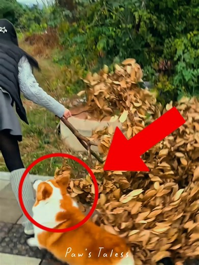 He ain’t falling for that again 💀🐾