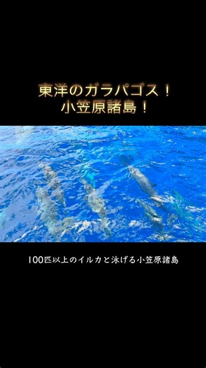 🇯🇵 Japan! Day 4 of my trip to the Ogasawara Islands, a UNESCO World Heritage site (Part 1)!