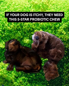 29K views · 200 reactions | If you can’t find out why your dog is itchy, maybe you are looking in the wrong place. Here's the truth behind their itching, plus how to help them with probiotics in just 30 seconds a day. Learn more below | PetLab Co. | Facebook
