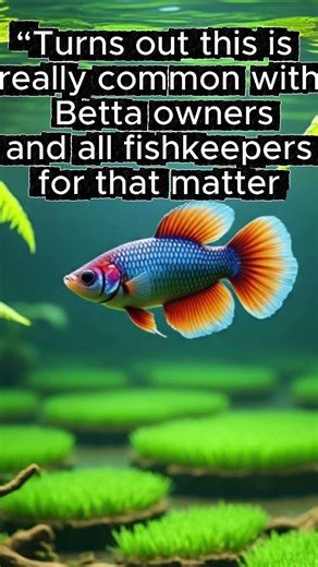 Betta Fish Tank Before and After #transformation #aquariumgoals #bettacare