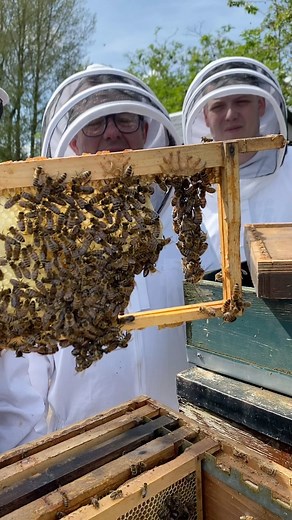 13K views · 94 reactions | Festooning in honey bees is a remarkable...