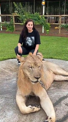 The friendly lion with visitors