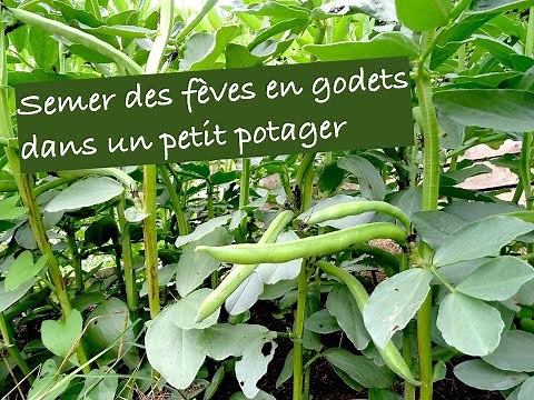 Semer des fèves en godet dans un petit potager