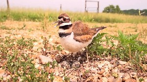 KILLDEER -- The killdeer is a familiar “shorebird,” but we don’t always see it near shores. And while many bird species try to conceal their nest and young, killdeer have a unique way of keeping predators away from their nest. Get the details in this short video. #WisdomWednesday -- Kristie@MDC | Missouri Dept. of Conservation