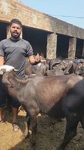 Top Katta Farming Business PAKISTAN #fyp #reels #shorts #FarmingBusinessTV | Farming Business TV