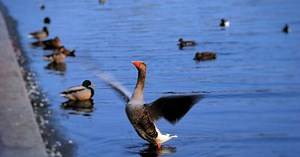 Social Learning, A Brain Injury Rehab Construct