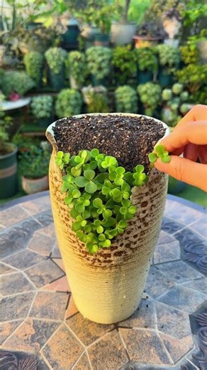 Creative Succulent Decor Ideas Anyone Can DIY! 🌵✨