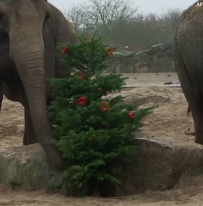 11K views · 47 reactions | These elephants are making sure old Christmas trees don't go to waste!  | Daily Mail Video | Facebook