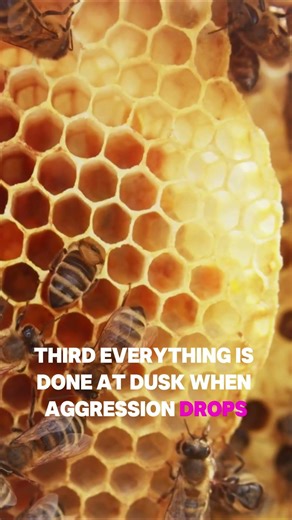 Beekeeping Simmons Method | The Secret of Successful Queen Introduction #beekeepers #beekeeping