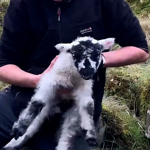 1.7M views · 119K reactions | The hikers heard a noise underneath the rocks and knew they had to act fast  | We Love Animals | Facebook