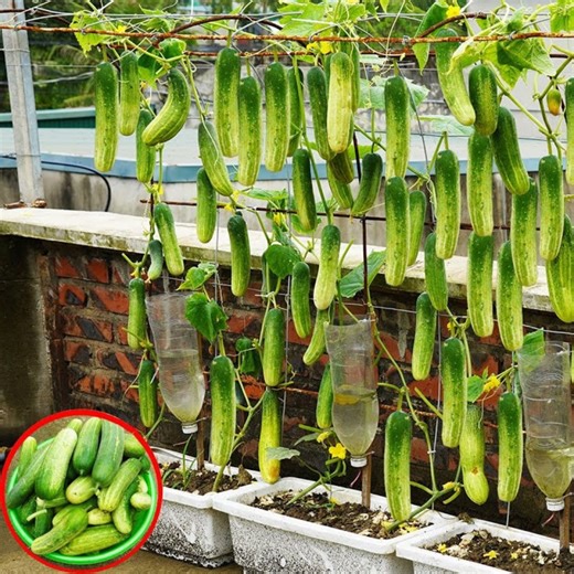73K views · 757 reactions | Growing Lots of Cucumbers on a Vertical Garden | Great DIY Idea | Facebook