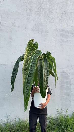 Anthurium veitchii king ukuran barongsai😆#anthuriumveitchiiking ##anthuriumlovers #anthuriumcollector #fypage #fyp