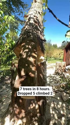 Precision Felling in a Tight Spot – Solon Ohio