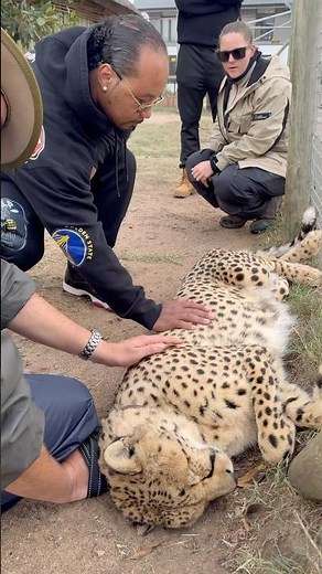 Saving the Cheetahs: The Race Against Extinction