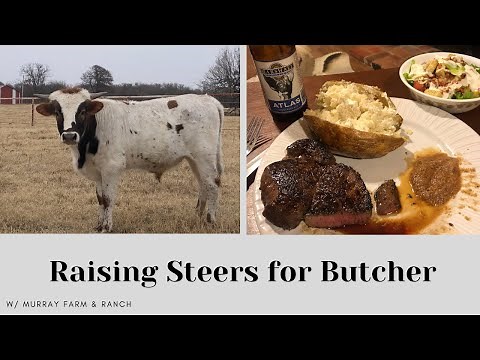 Feeding Out Steers for Butcher w/ Murray Farm & Ranch