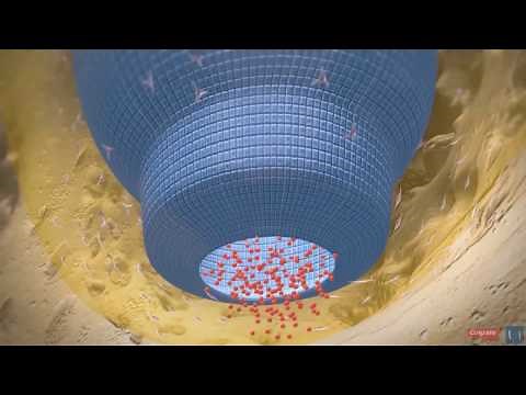 3D Educational Video: Tooth Root Formation