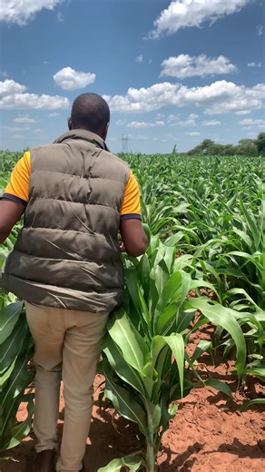 23K views · 1.4K reactions | Highlighting the strength of sorghum during prolonged dry spells. The video clearly demonstrates that sorghum exhibits high drought tolerance, making it a crop worth considering in such harsh conditions. | Agronomist H Kanyimbo | Facebook