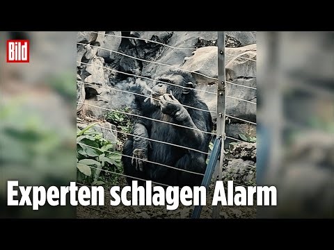 Rauchender Affe im chinesischen Zoo