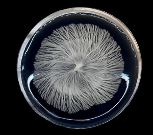 How To Germinate Magic Mushroom Spores in Agar | Fungi.org