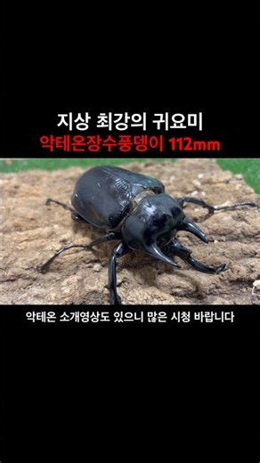 악테온코끼리장수풍뎅이112mm / Megasoma actaeon112mm
