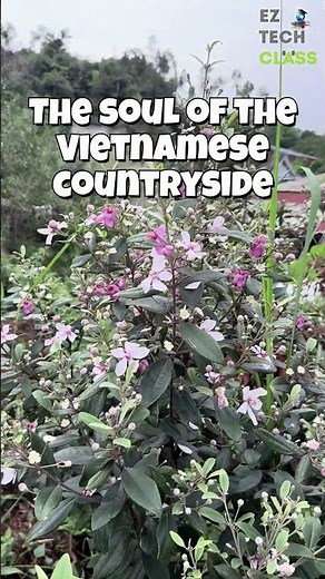 The Poetic Purple of Vietnam: "Hoa Sim" Blossoms in Quang Ninh 🌸