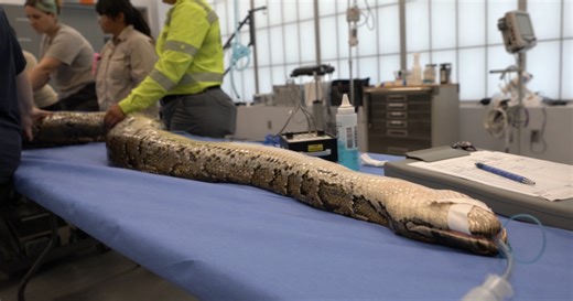 They're doing WHAT to pythons?  Naples Zoo goes high-tech to track