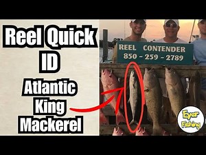 How to Identify Atlantic King Mackerel (Scomberomorus cavalla) | Saltwater Fish ID