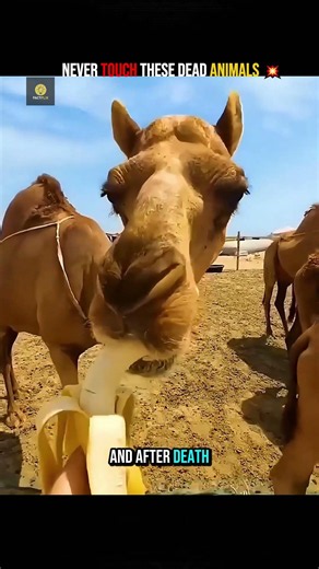 3 Animals That EXPLODE After Death 💥 #animales